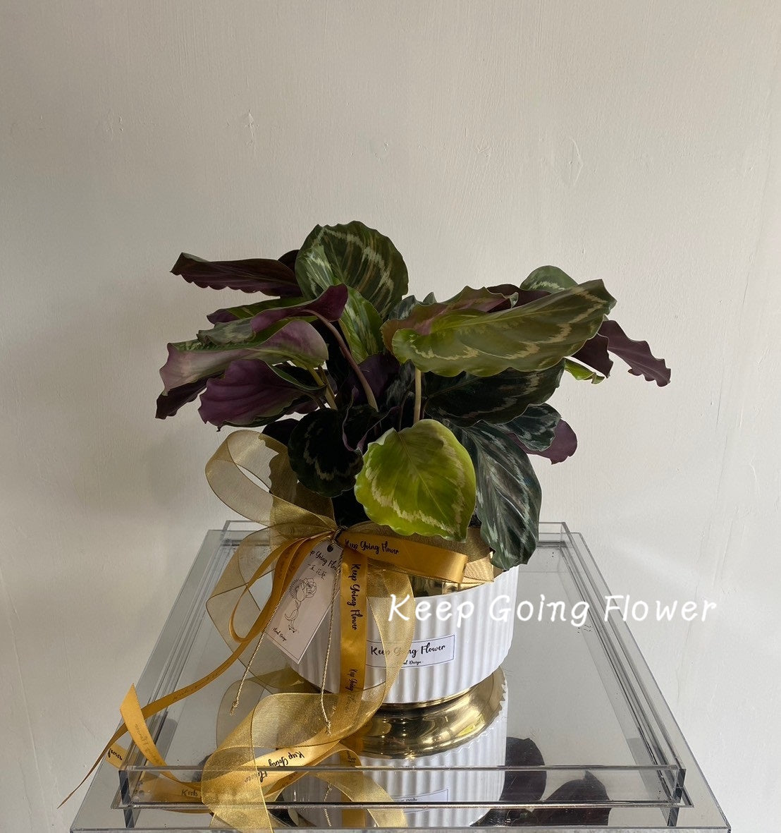 ▌PEPP-003 ▌植栽-翠羽雀屏精緻盆