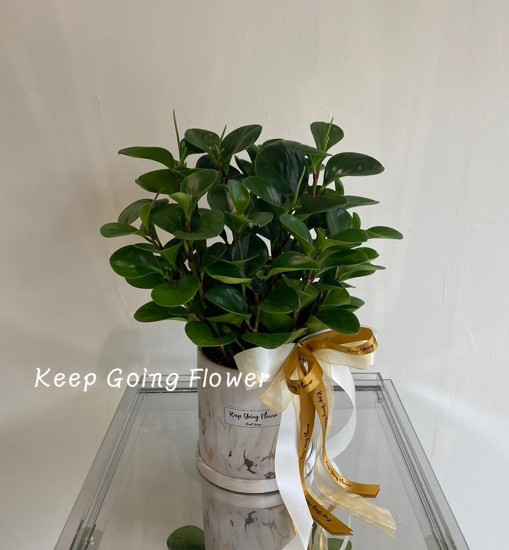 ▌PEPP-001 ▌植栽-圓財盈滿精緻盆