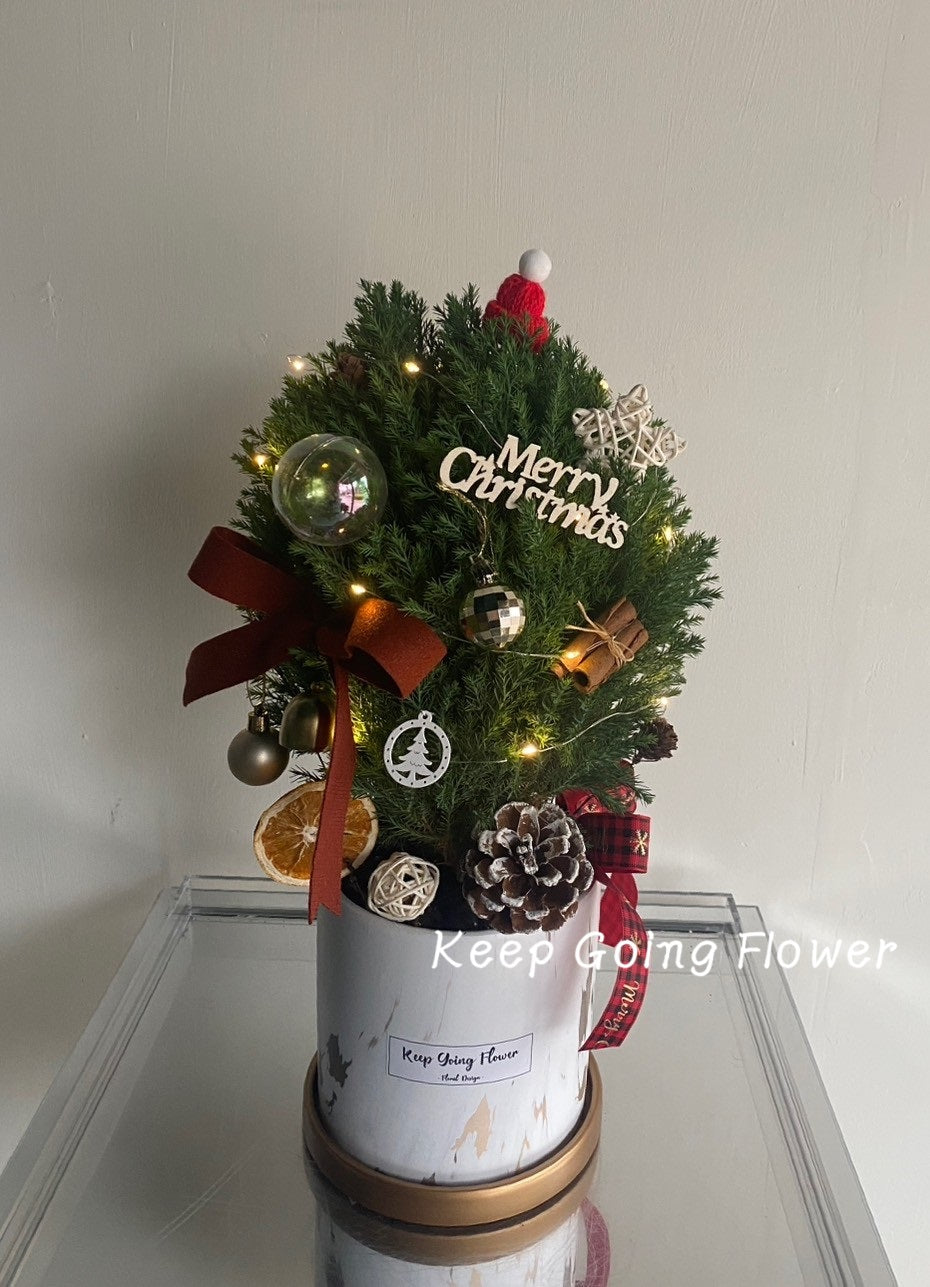 ▌PEPP-C001 ▌植栽-聖誕華彩精緻盆