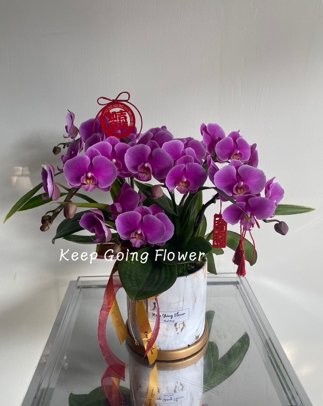 ▌O-T-571 ▌蝴蝶蘭-紫綺流光-精緻蘭花盆栽-新春款