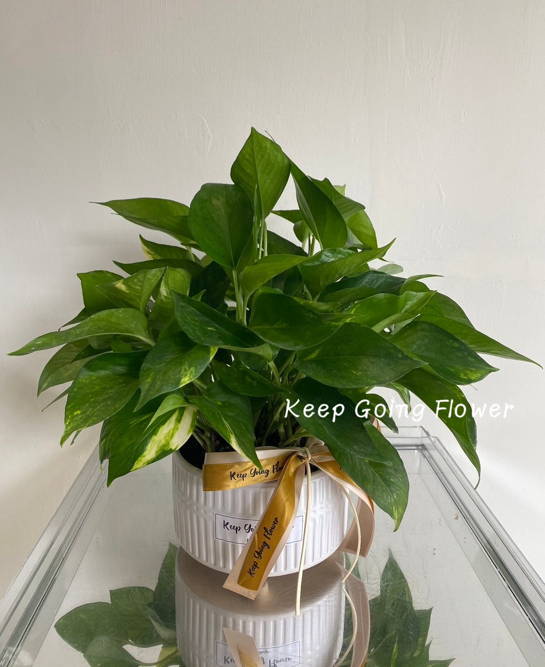 ▌PEPP-004 ▌植栽-金絲綠舞精緻盆