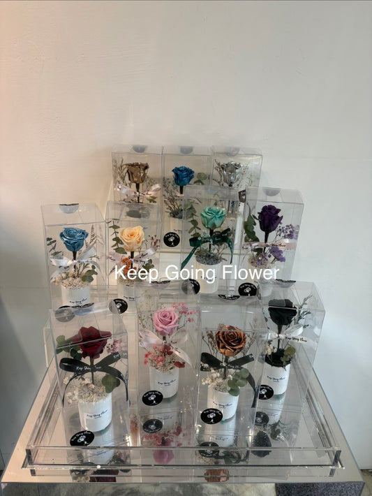 ▌IT-002 ▌永生乾燥-玫瑰(M)各色系精緻掌上瓷盆