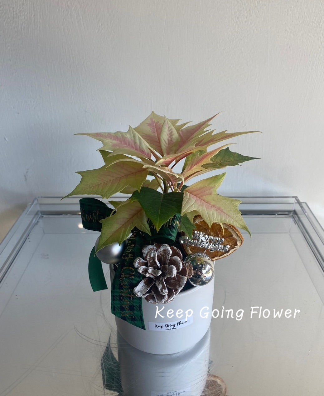▌PEPP-C002 ▌植栽-聖誕紅精緻小盆