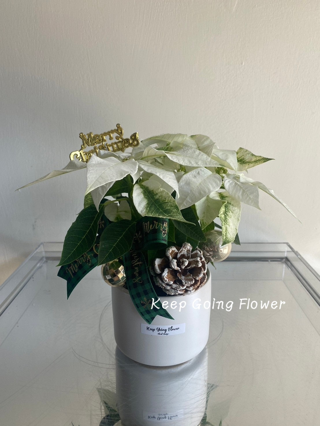 ▌PEPP-C002 ▌植栽-聖誕紅精緻小盆