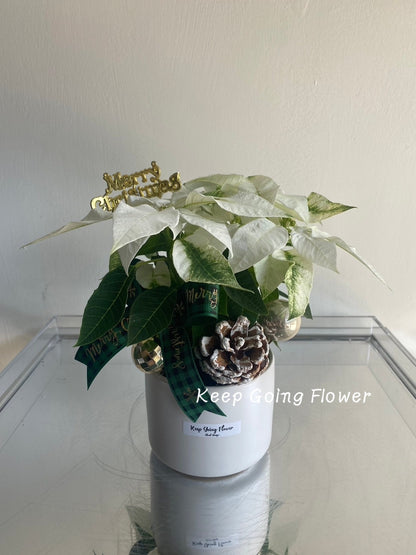 ▌PEPP-C002 ▌植栽-聖誕紅精緻小盆