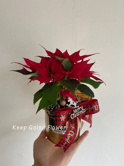 ▌PEPP-C002 ▌植栽-聖誕紅精緻小盆