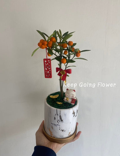 ▌NY-006 ▌植栽-招財金柑精緻植盆