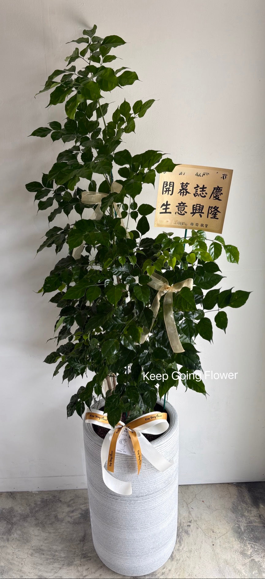 ▌P-FB-814 ▌植栽-聚財之森-精緻盆栽