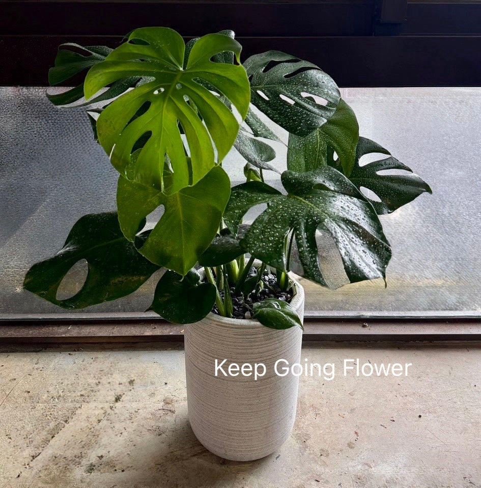 ▌P-FB-815 ▌植栽-金玉滿堂-精緻盆栽