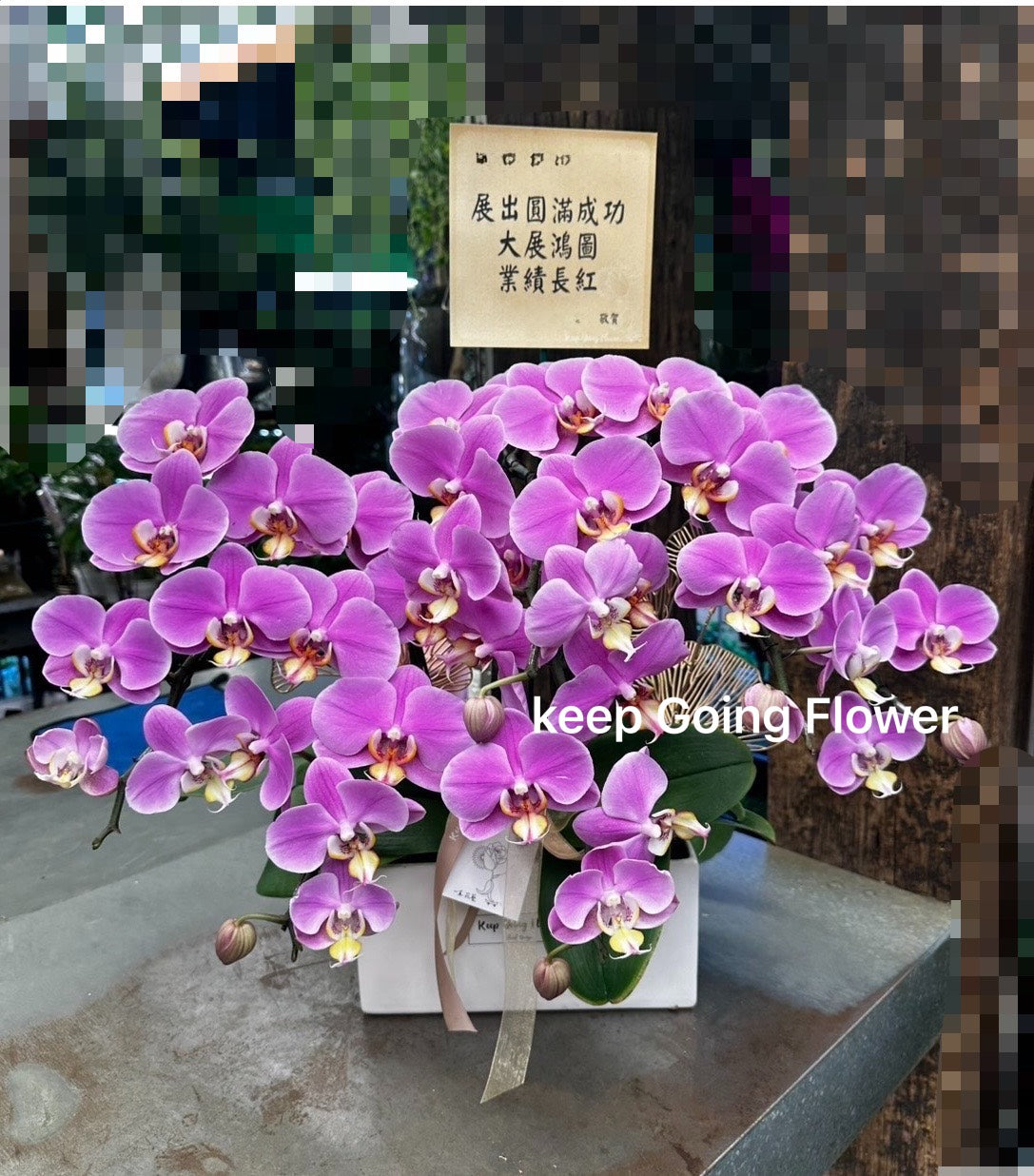 ▌O-T-808 ▌蝴蝶蘭-白釉紫境-精緻蘭花盆栽